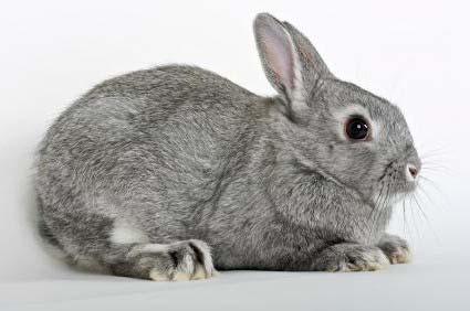 Selecting the Right Breed Potential pet rabbit owners might be surprised to learn how many rabbit breeds are sold as pets; and there can be a great deal of variance in size, temperament and coat