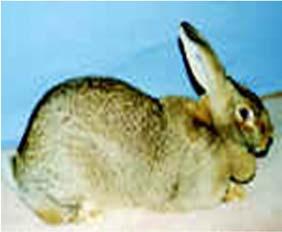 Coat Type of your pet rabbit (more care is required the longer the coat): Rex Californian Flemish Giant Rex fur is short and feels like velvet. It is the most rare type of fur coat in pet rabbits.