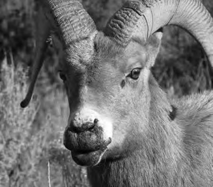 8 Human Wildlife Interactions 6(1) Figure 1. Contagious ecthyma is evident on the muzzle of this Rocky Mountain bighorn sheep.