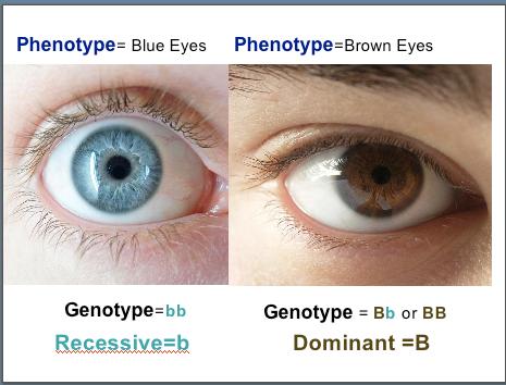 Phenotype the physical appearance of a trait (ie: what the genes actually do to