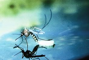 specific locations. Life history Mosquitoes have four distinct stages during their life cycle: egg, larva, pupa and adult. The adult stage is freeflying; the other stages are aquatic.