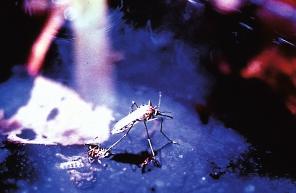 The length of a mosquito s larval development period depends on food, temperature and species. While feeding or breathing, mosquito larvae assume distinctive positions in the water.