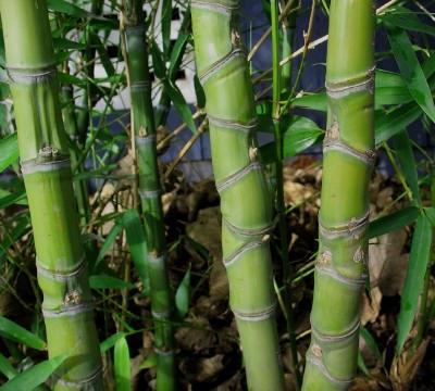 Bamboo internodes with water will breed mosquitoes.