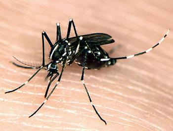 Aedes Mosquitoes Mosquitoes have a complex life-cycle with dramatic changes in shape, function, and habitat.