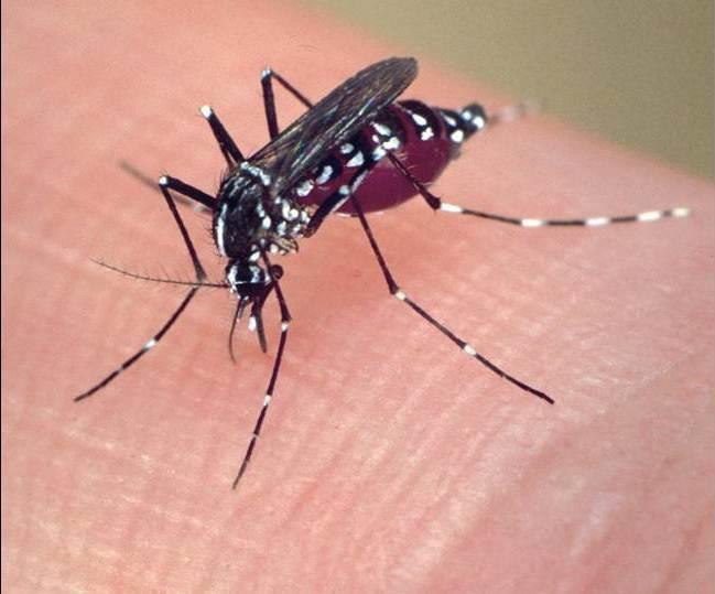 Some mosquitoes are disease vectors, while others are just a nuisance.