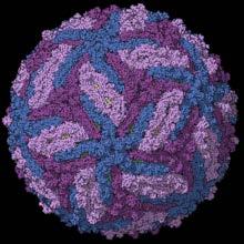 Zika Flaviviridae virus from Zika