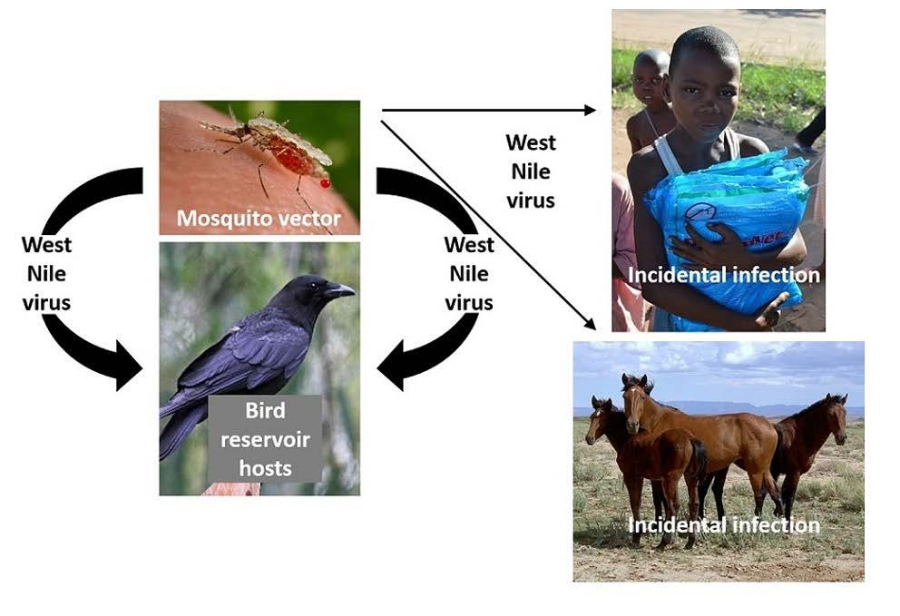 West Nile Virus Birds are a reservoirs Infects: wide range of mammals Humans 70-80% - do not develop any symptoms 20% - flu like symptoms <1%