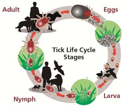 Tick Life Cycle Life Stages Egg 6-legged larva 8-legged nymph Adult Multi-year life span