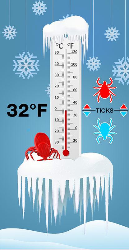 Ticks & Winter Blacklegged (deer) tick adults are not killed by freezing
