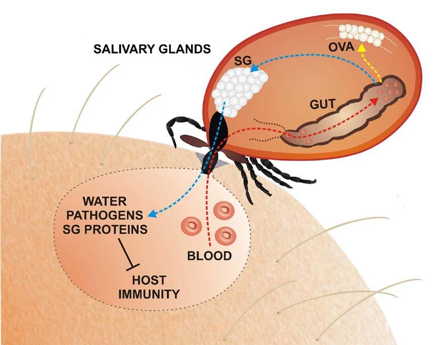 Ticks & Disease-causing Pathogens 36-48 Hours to transmit pathogen* Pathogen is in the gut Moves to