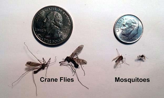 Mosquitoes >180 Species