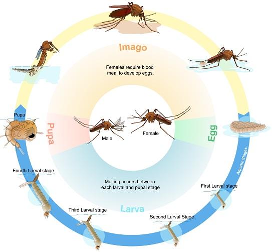Mosquito Biology: Life Cycle 4 to 14 days depending on temperature Overwinter as either