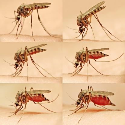 up to 4 minutes Feeding Inserts proboscis Finds a