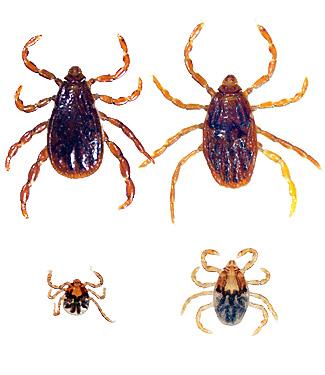 Brown Dog Tick Male Female Prefer to feed on dogs but will occasionally feed on humans Active Adults: all year Nymphs: