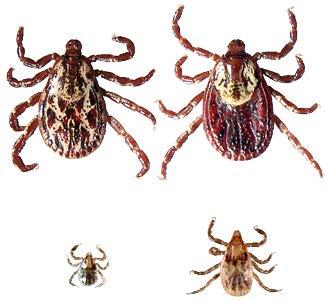American Dog Tick/ Wood Tick Found in areas with little or no tree cover Active Adult: April Early August Nymphs:
