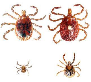 Lone Star Tick Male Female Found mostly in woodlands with dense undergrowth and around animal resting areas Active Adults: April- late August Nymphs: