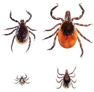 Black-legged Tick / Deer Tick Mostly found in deciduous forest Distribution relies greatly on the distribution of its reproductive host, white-tailed deer.