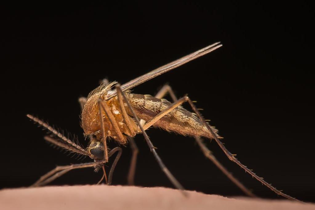 Native mosquitoes should not be