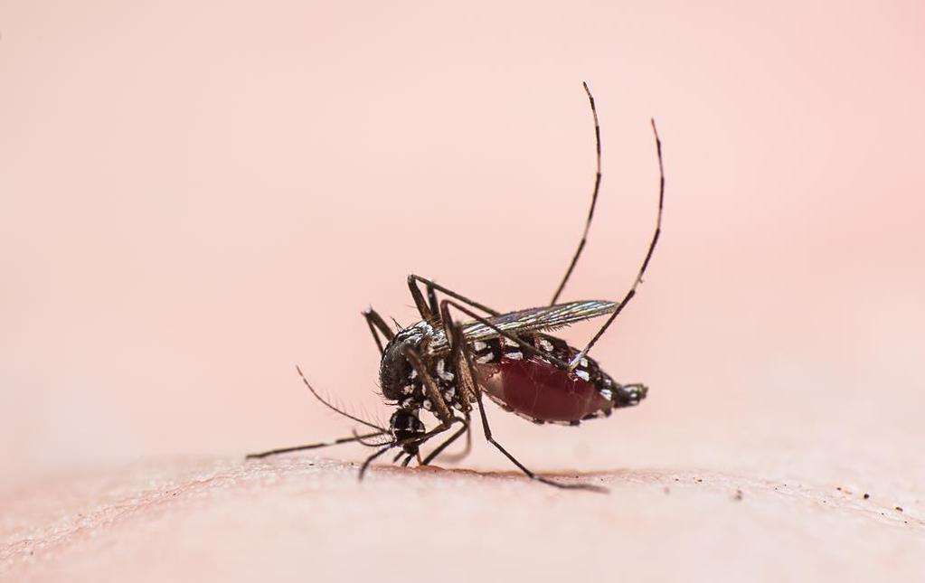 The Tiger mosquito This mosquito originates from the forests of SE Asia,