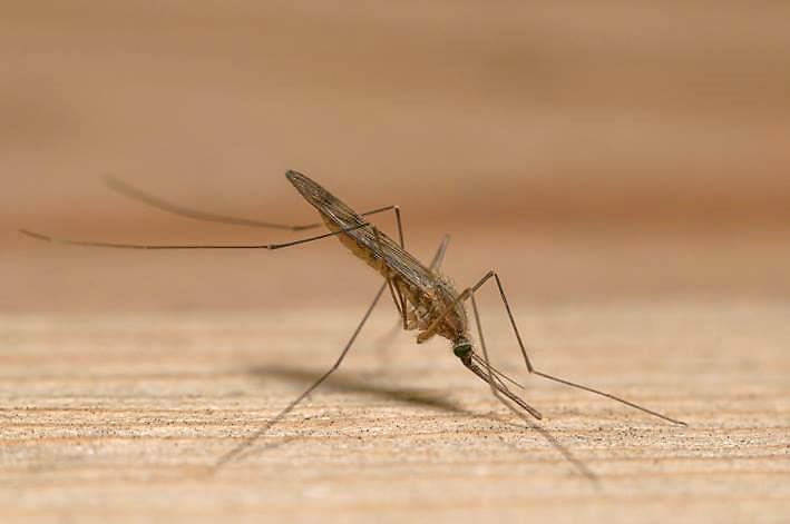 What does dragonflies, butterflies and spiders have to do with mosquitoes?