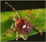 Other Tick Vectors and Potential Tick- Borne Diseases (TBDs) in MN TICK DISEASE AGENT