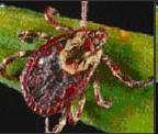 fever (RMSF) Rickettsia rickettsii Lone star tick (Amblyomma americanum) -Not common