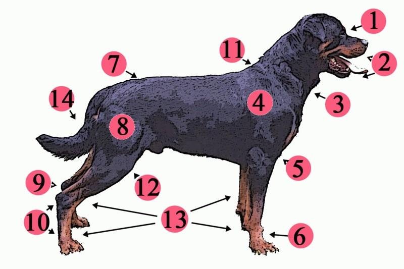 External anatomy of a typical dog: 1..Stop 2.Muzzle 3.Dewlap (throat, neck skin) 4.Shoulder 5.