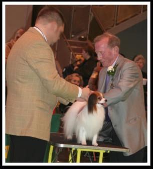 Judging the Papillon Check for: Substance: Fine Boned Coat: Single Silky Tail: