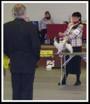 Judging the Papillon Give the handler time to set up