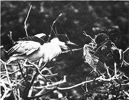 474 THE WILSON BULLETIN FIG. 9. Pre-feeding behavior of Black-crowned Night Heron. Sleeping.
