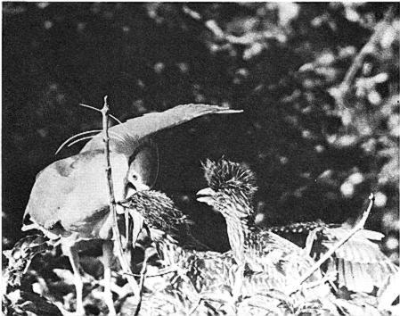 NIGHT HERON BEHAVIOR 415 FIG. 10. Food transfer from adult to immature heron. both parent and young. The feeding bout varies in duration and sequence of events.