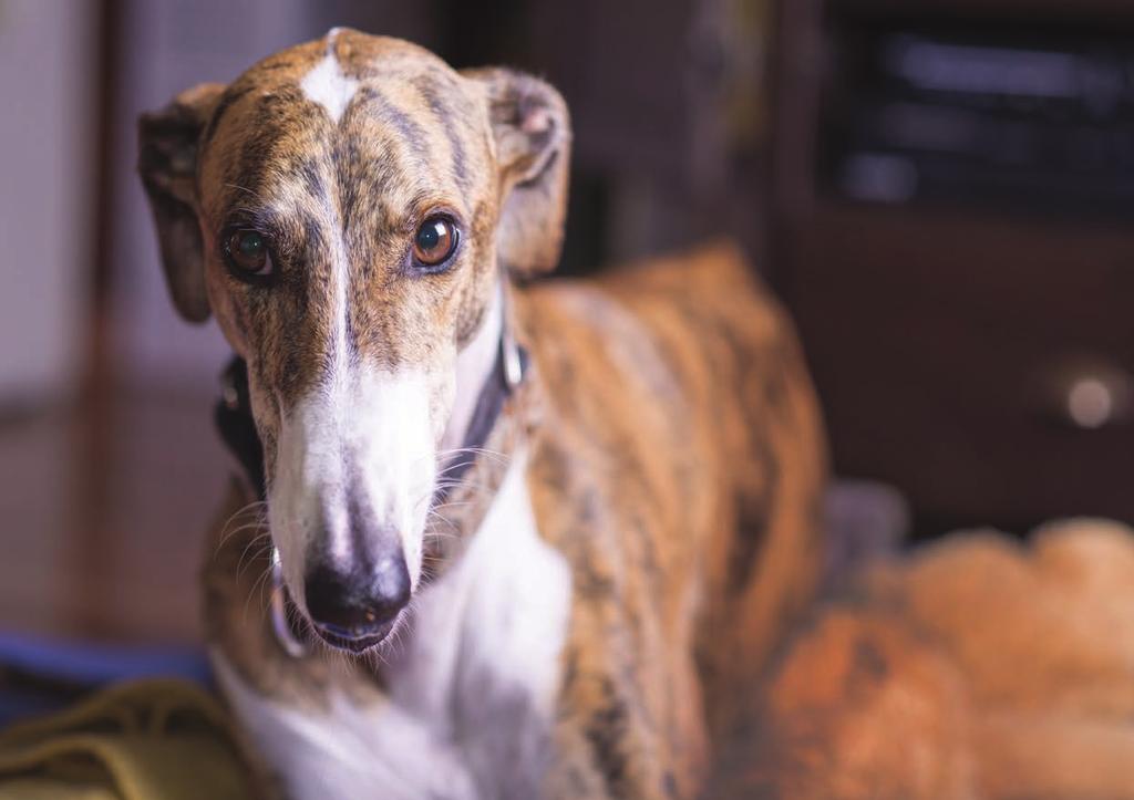 DID YOU KNOW? An interesting quirk of some greyhounds is their tendency to collect various items, such as shoes, cushions, soft toys, etc.