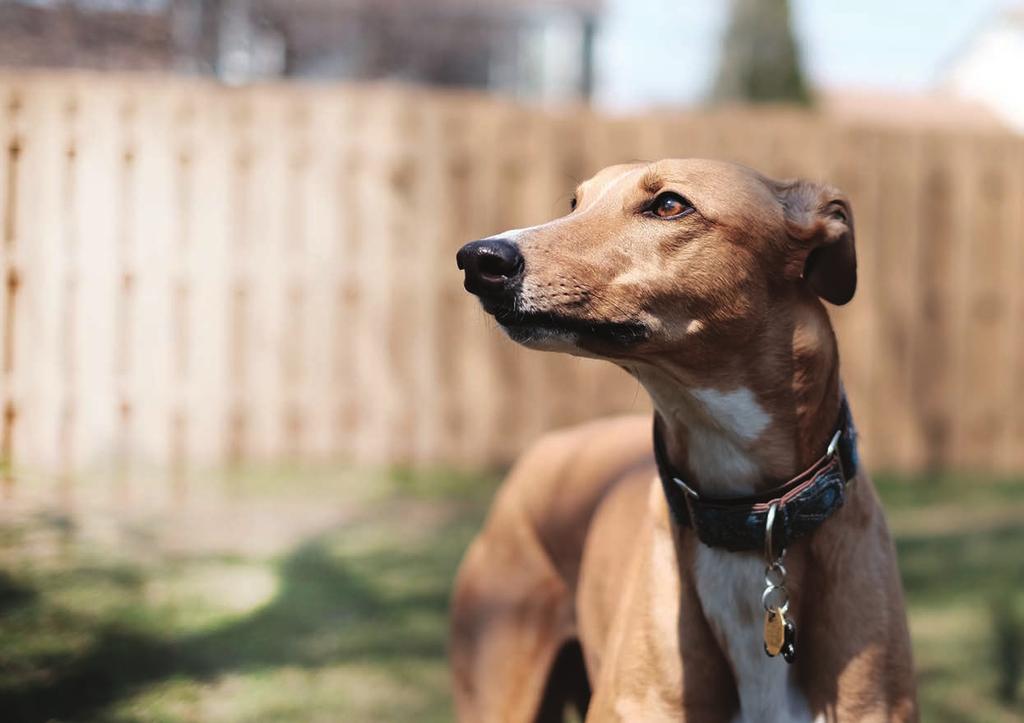 UNDERSTANDING YOUR GREYHOUND S BACKGROUND WELCOMING YOUR NEW GREYHOUND HOME RESPONSIBLE GREYHOUND OWNERSHIP HELPING YOUR GREYHOUND TO ADJUST SETTLING IN AT HOME