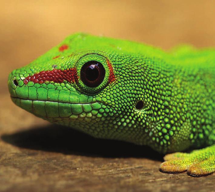 Guidance on keeping reptiles, amphibians and invertebrates In general, the environment in which any exotic animal is kept should be designed and constructed by someone with knowledge of their natural
