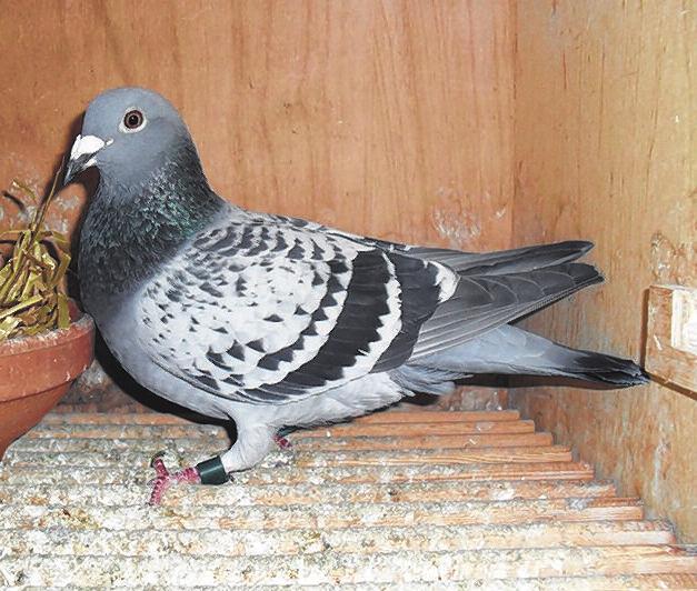 Brian tells me that he has bred several good Channel pigeons. Time to put him in the stock loft then, Brian!