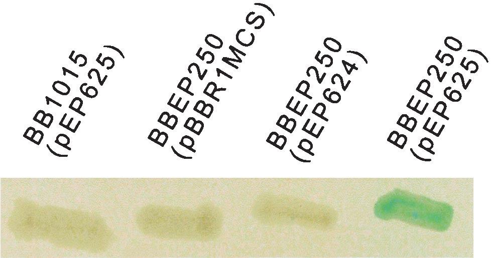 pep624 and pep625 are pbbr1mcs derivatives bearing bupi bupr and bupi, respectively. White colonies are PhoA, and blue colonies are PhoA.