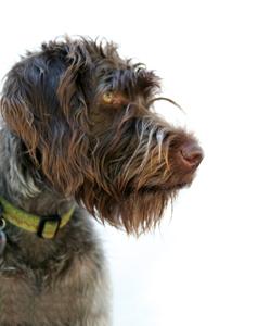 similar canine activity, we do not recommend a Wirehaired Pointing Griffon! What kind of a dog is that?