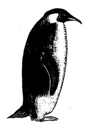 APPENDIX PENGUIN SPECIES INFORMATION emperor penguin Aptenodytes forsteri size: 112 cm (44 in.), 27 41 kg (60 90 lb.