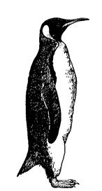 status: IUCN classifies this species as least concern ; population stable king penguin Aptenodytes patagonicus size: 94 cm (37 in.), 13.5 16 kg (30 35 lb.