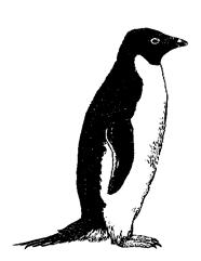 2,000,000 adults current status: IUCN classifies this species as least concern ; population stable or increasing Adélie penguin Pygoscelis adeliae size: 46 61 cm (18 24 in.), 3.5 4.5 kg (8 10 lb.