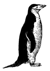 gentoo penguin Pygoscelis papua size: 61 76 cm (24 30 in.), 5.5 6.5 kg (12 14 lb.