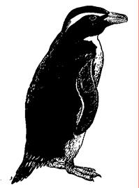 Fiordland crested penguin Eudyptes pachyrhynchus size: 61 cm (24 in.), 2.5 3 kg (6 7 lb.