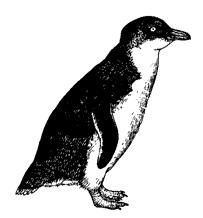 Magellanic penguin Spheniscus magellanicus size: 61 71 cm (24 28 in.), 5 kg (11 lb.