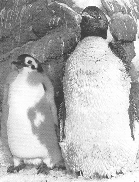 2. Penguins have more feathers than most other birds, with about 100 feathers per square inch. 3.