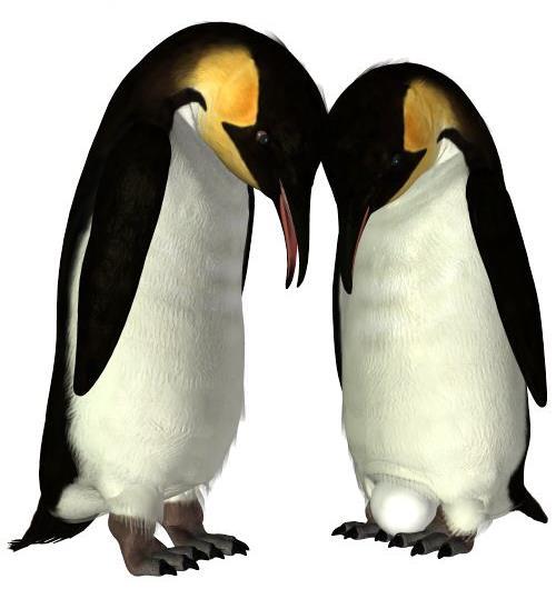 Common Name: Emperor Penguin Scientific Name: Aptenodytes forsteri Size: 42 inches (110 cm) Habitat: Antarctica. Emperor Penguins are found circumpolar around Antarctica.