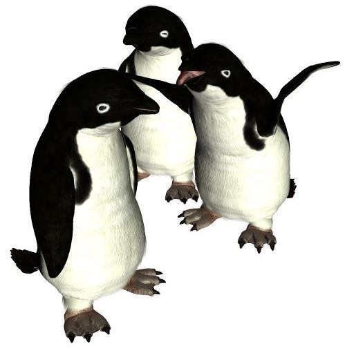 Common Name: Adélie Penguin Scientific Name: Pygoscelis adeliae Size: 18-24 inches (46-61 cm) Habitat: Antarctica. Found in the Antarctic and the surrounding islands.