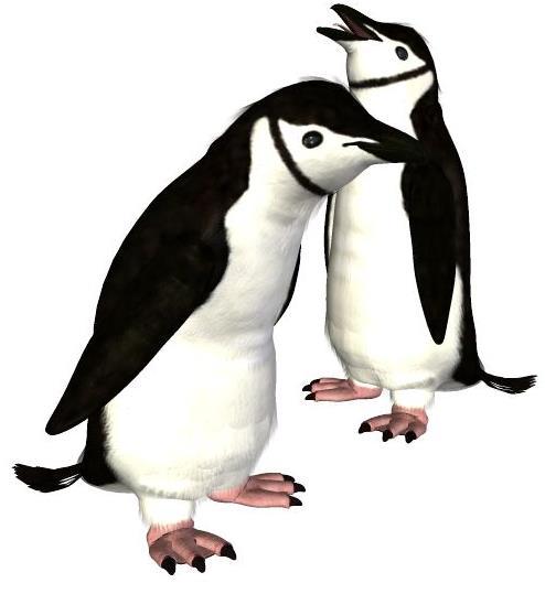 Common Name: Chinstrap Penguin Scientific Name: Pygoscelis antarctica Size: 15 ¾ inches (40 cm) Habitat: Antarctica; Circumpolar around Antarctica.