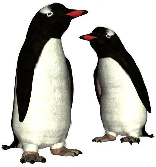 Common Name: Gentoo Penguin Scientific Name: Pygoscelis papua Size: 30-36 inches (75-90 cm) Habitat: Antarctica; circumpolar distribution and are found on islands in the Antarctic region.