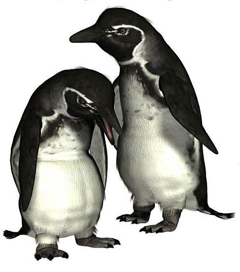 Common Name: Galápagos Penguin Scientific Name: Spheniscus mendiculus Size: 19.6 inches (50 cm) Habitat: Galápagos Islands.