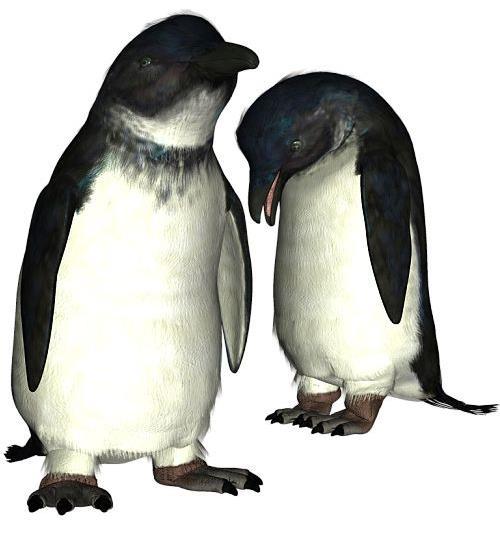 Common Name: Little Blue Penguin Scientific Name: Eudyptula minor Size: 16 inches (41 cm) Habitat: Oceania; found in large colonies on the southern coast of Australia, Tasmania and New Zealand.
